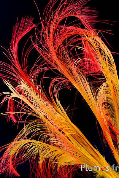 Faisan Hoki - 45-50 cm - jaune-rouge